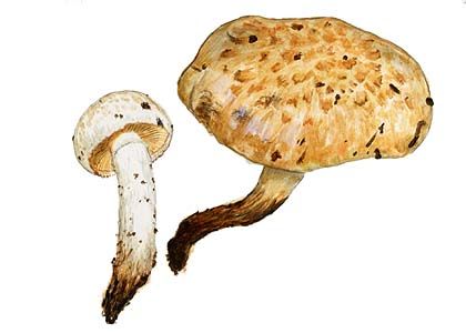 Pholiota heteroclita (Fr.: Fr.) Quél. attēls