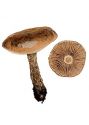 Pholiota highlandiensis (Peck) Smith & Hesler attēls