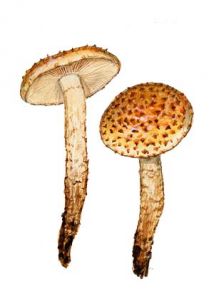 Pholiota jahnii Tjall. & Bas. attēls