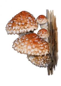 Pholiota populnea (Pers.: Fr.) Kuyper & Tjall attēls