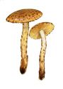 Pholiota scamba (Fr.: Fr.) M. M. Moser attēls