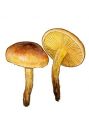 Pholiota spumosa (Fr.) Singer attēls