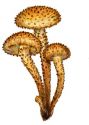 Pholiota squarrosa  (Weigel.: Fr.) P. Kumm. attēls