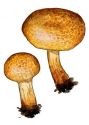 Pholiota tuberculosa (Schaeff.: Fr.) P. Kumm attēls