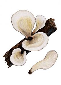 Pleurotellus spec. attēls