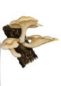 Pleurotus cornucopiae (Paul.: Pers.) Roll attēls