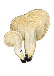 Pleurotus dryinus (Pers.: Fr.) P. Kumm. attēls