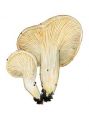 Pleurotus dryinus (Pers.: Fr.) P. Kumm. attēls