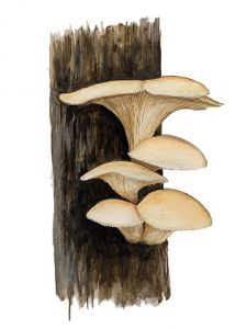 Pleurotus pulmonarius (Fr.) Quél. attēls