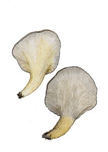 Pleurotus salignus (Pers.: Fr.) P. Kumm. attēls