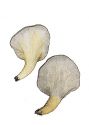 Pleurotus salignus (Pers.: Fr.) P. Kumm. attēls