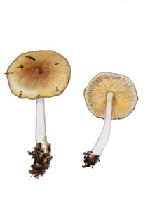 Pluteolus aleuriutus attēls
