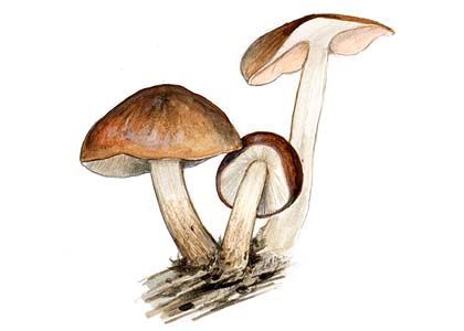 Pluteus cervinus (Schaeff.) P. Kumm. attēls