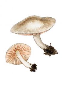 Pluteus depauperatus Romagn. attēls