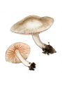 Pluteus depauperatus Romagn. attēls