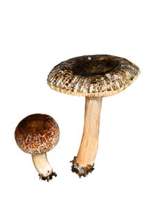 Pluteus dietrichii Bres. attēls