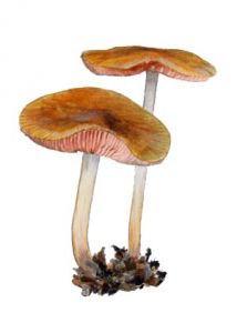 Pluteus leoninus (Schaeff.: Fr.) P. Kumm. attēls