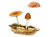 Pluteus luteovirens  Rea attēls