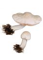 Pluteus pellitus (Pers.: Fr.) P. Kumm. attēls