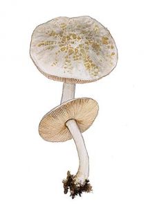 Pluteus petassatus (Fr.) Gillet attēls