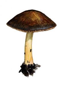 Pluteus phlebophorus (Ditmar: Fr.)  P. Kumm. attēls