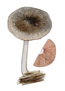 Pluteus salicinus  (Pers.: Fr.) P. Kumm. attēls