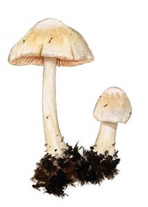 Pluteus semibulbosus (Lasch) Gillet attēls