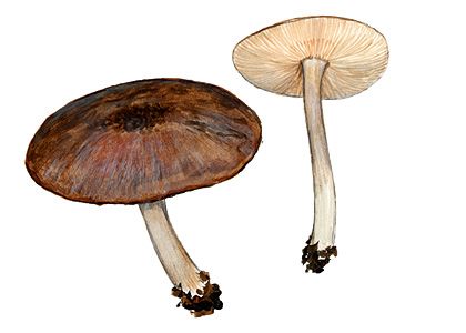 Pluteus triscupidatus Velen. attēls