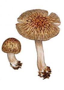 Pluteus umbrosus (Pers.: Fr.) P. Kumm. attēls