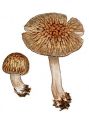 Pluteus umbrosus (Pers.: Fr.) P. Kumm. attēls