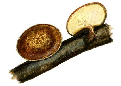 Polyporus arcularius Batsch: Fr. attēls