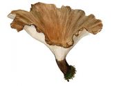 Polyporus badius (Pers.: S. F. Gray) Schwein. attēls