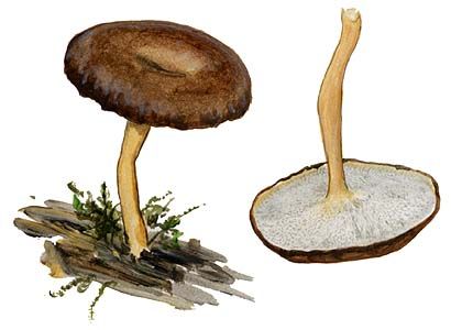 Polyporus ciliatus Fr. attēls