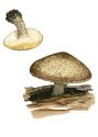 Polyporus lepideus attēls