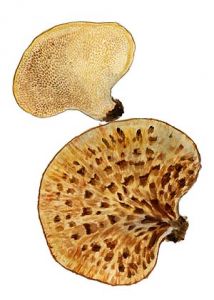 Polyporus squamosus Huds.: Fr. attēls