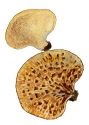 Polyporus squamosus Huds.: Fr. attēls