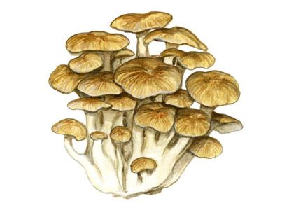 Polyporus umbellatus attēls