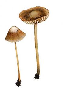 Psathyrella atomata (Fr.: Fr.) Quél. ss. auct. attēls