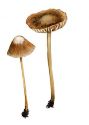 Psathyrella atomata (Fr.: Fr.) Quél. ss. auct. attēls