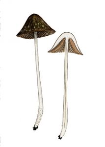 Psathyrella bifrons (Berk.) A. H.. Smith s. Ricken attēls