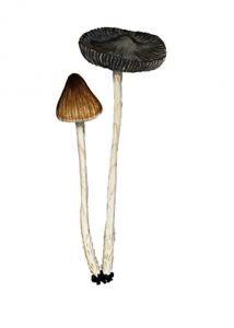 Psathyrella bipellis (Quél.)A. H. Sm. attēls