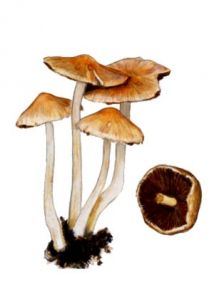 Psathyrella candoleana (Fr.: Fr.) Maire attēls