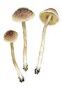 Psathyrella canoceps (Kauffm.) A. H. Smith attēls