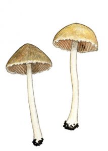 Psathyrella casca (Fr.) Konrad & Maubl. attēls