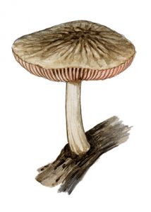 Psathyrella chrysophaeus attēls