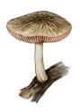 Psathyrella chrysophaeus attēls