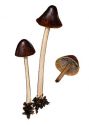 Psathyrella conopilus (Fr.: Fr.) Pers.& Dennis attēls