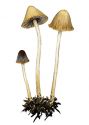 Psathyrella gordonii (Berk. & Broome) A. Pearson & Dennis attēls