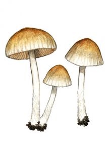 Psathyrella gossypina  (Bull.: Fr.) Pers.& Dennis attēls