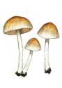 Psathyrella gossypina  (Bull.: Fr.) Pers.& Dennis attēls